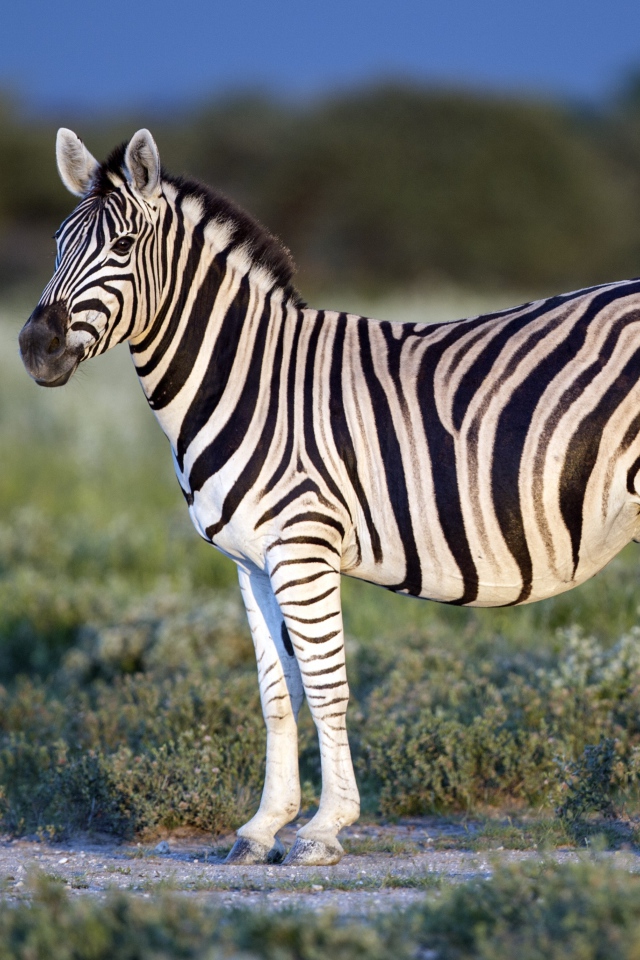 Красивая черно - белая зебра 