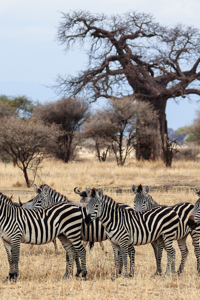 Стадо зебр пасется в африканской саванне
