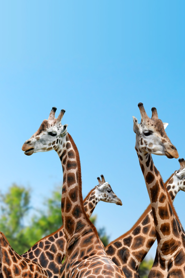 Большие жирафы на фоне голубого неба