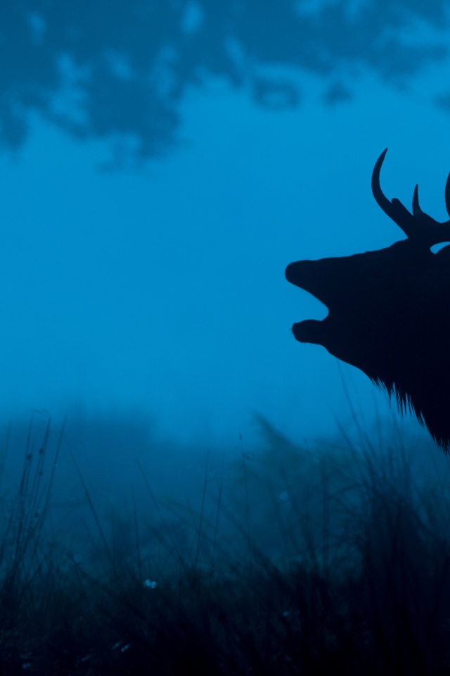 Силуэт лесного оленя 