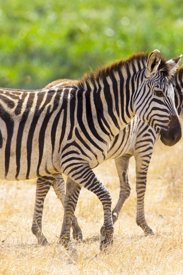 Полосатые зебры гуляют по сухой траве