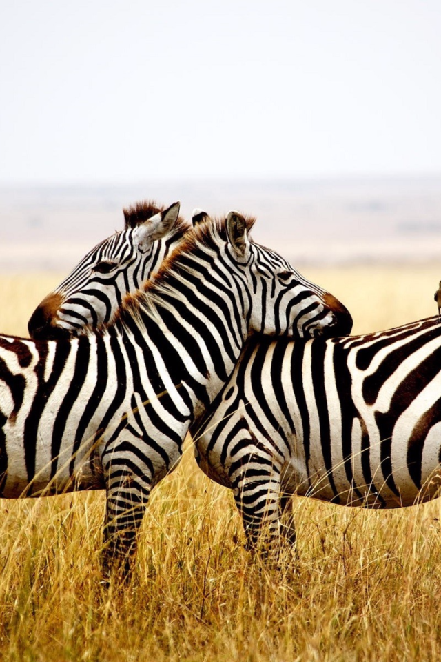 Две полосатые зебры в сухой траве 