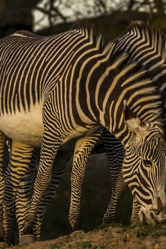 Две зебры рвут зеленую траву