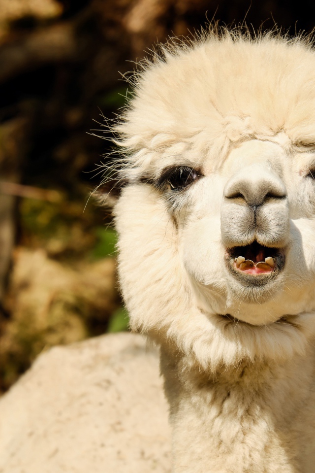 Белый детеныш Альпака