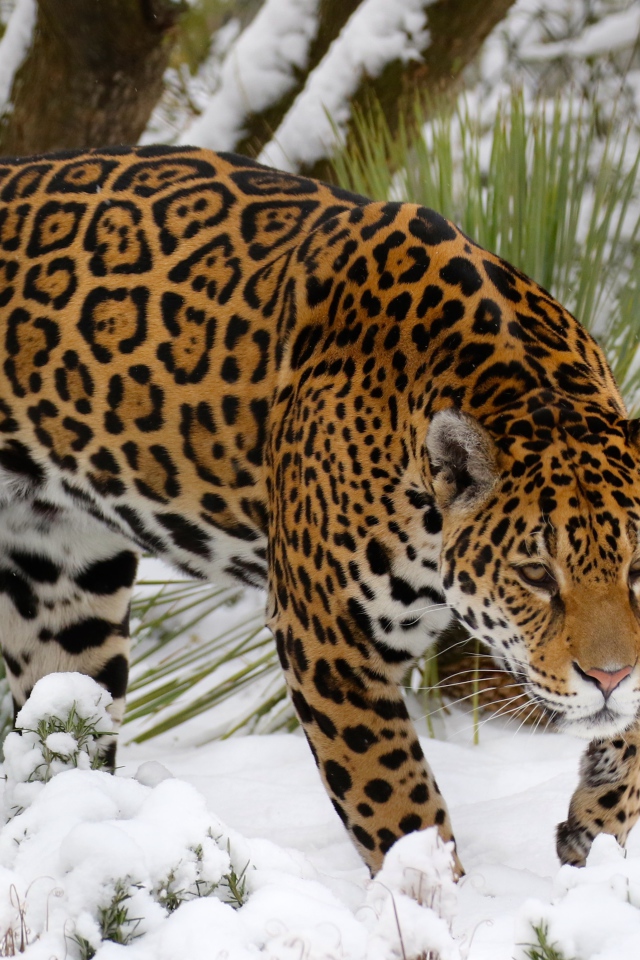 Красивый ягуар крадется по заснеженной земле