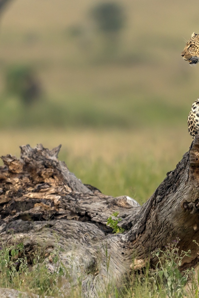 Красивый леопард сидит на сухой коряге 