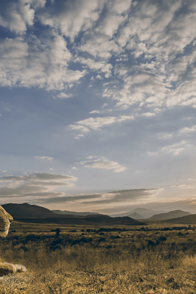 Большой лев смотрит на восход солнца в небе 