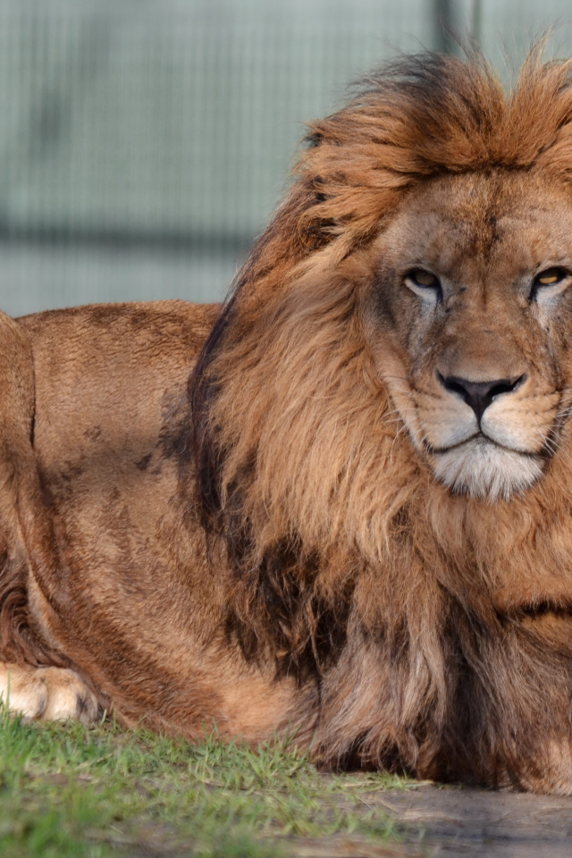 Большой лев с серьезной мордой