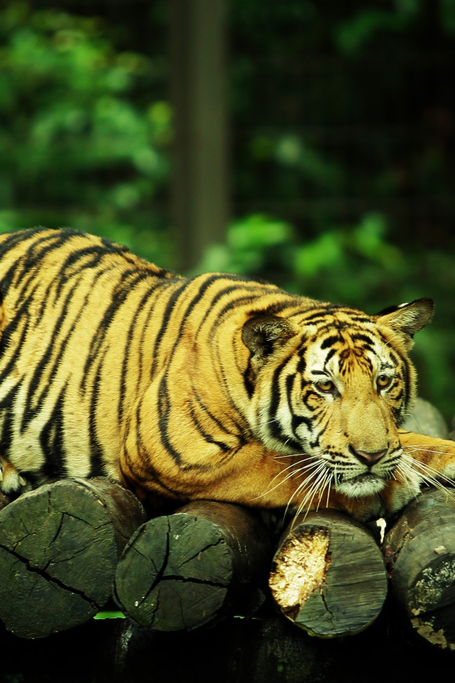 Большой грустный тигр лежит на бревнах 