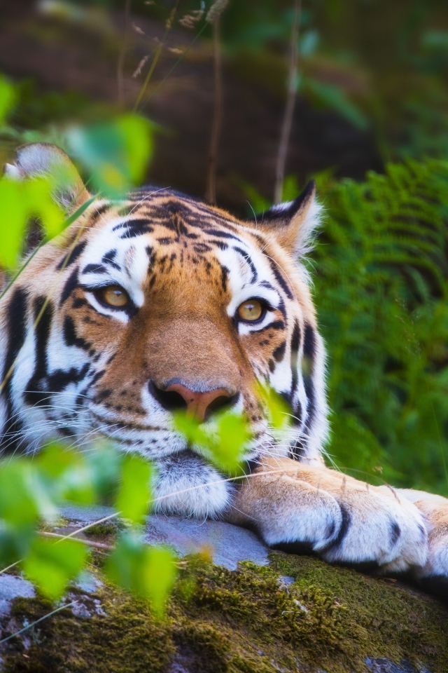 Большой амурский тигр лежит на камне покрытым мхом
