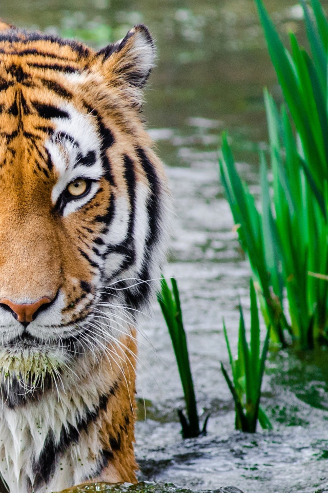 Большой бенгальский тигр идет по воде