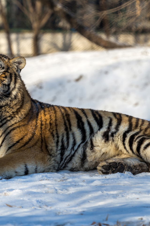 Большой грациозный тигр лежит на снегу