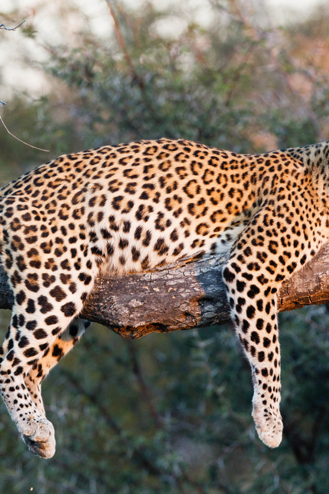 Большой леопард в лучах солнца лежит на ветке