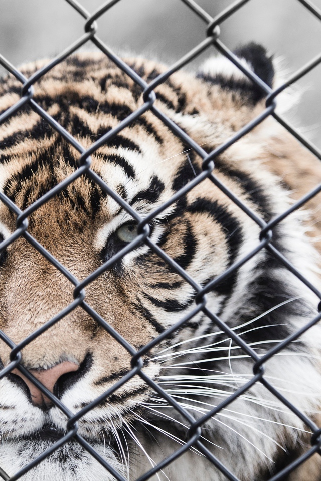 Большой полосатый тигр за железной сеткой