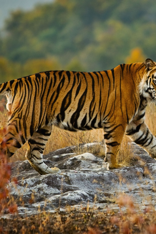 Большой полосатый тигр идет по камням