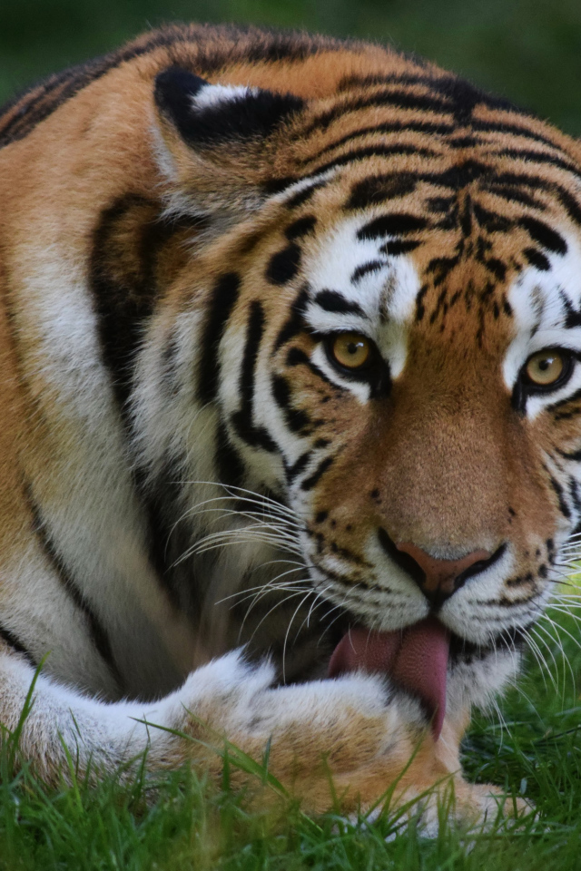 Большой тигр облизывает лапу