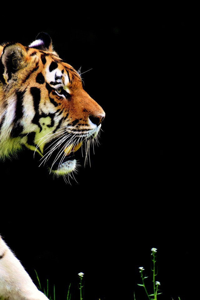 Большой тигр крадется на черном фоне