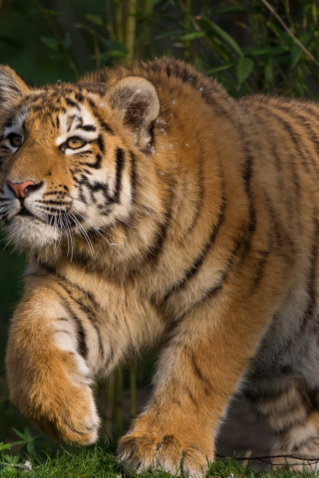 Большой тигр крадется на охоте