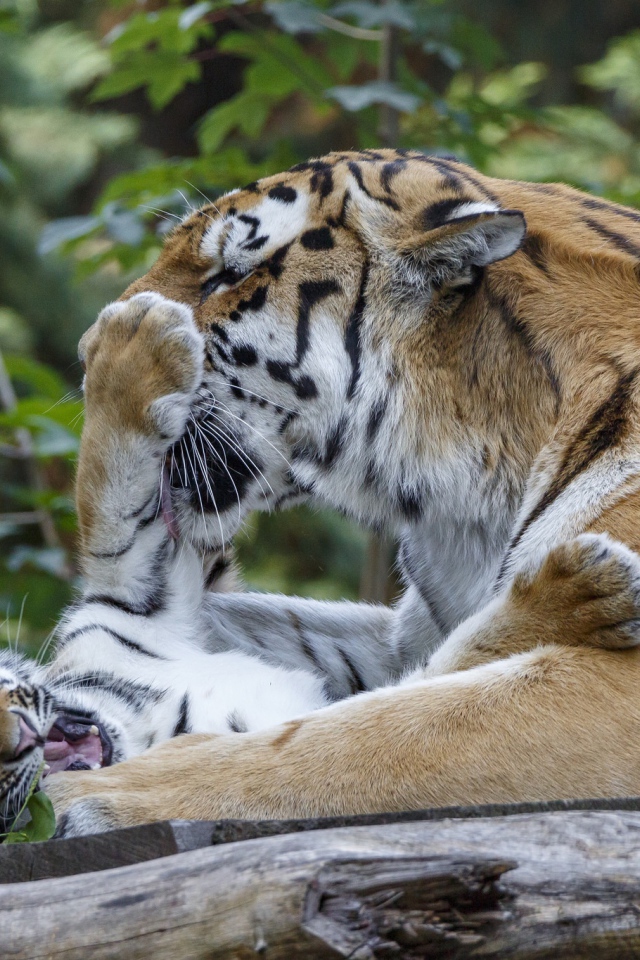 Большая тигрица играет с маленьким тигренком