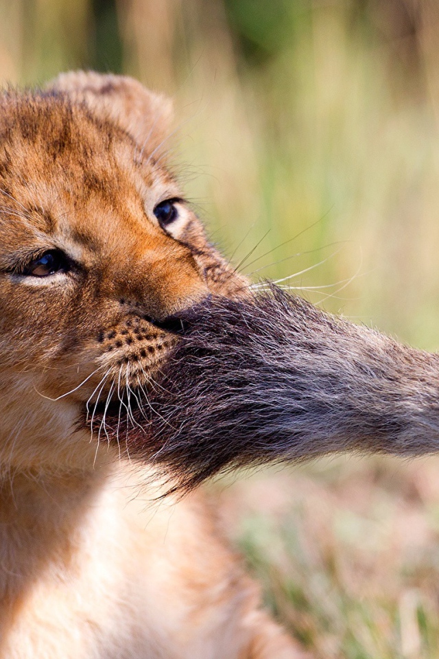 Маленький львенок играет с хвостом львицы