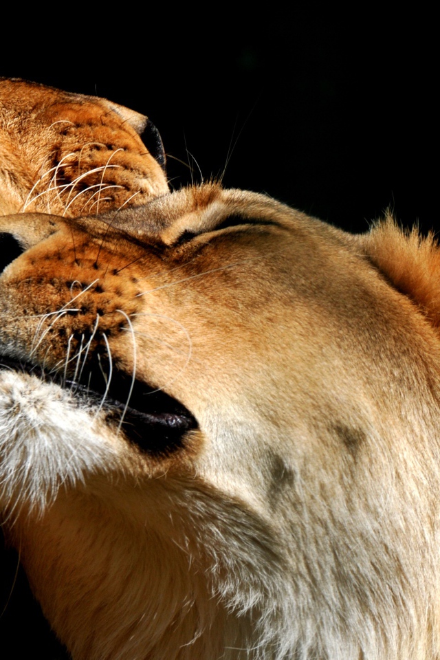 Пара влюбленных львов фото на черном фоне 