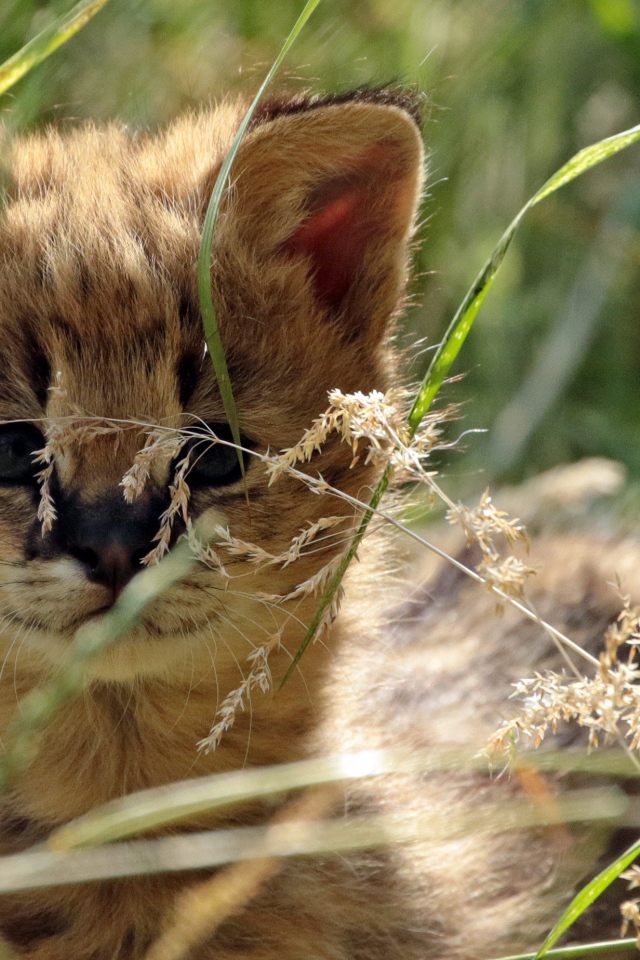Маленький сервал прячется в траве