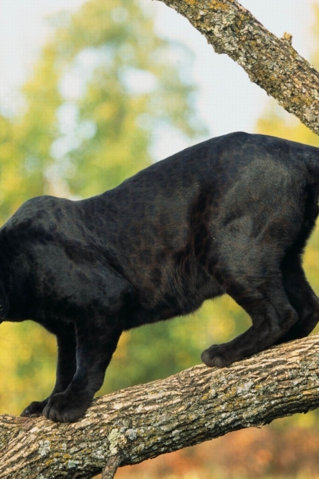 Грозная черная пантера стоит на ветке дерева