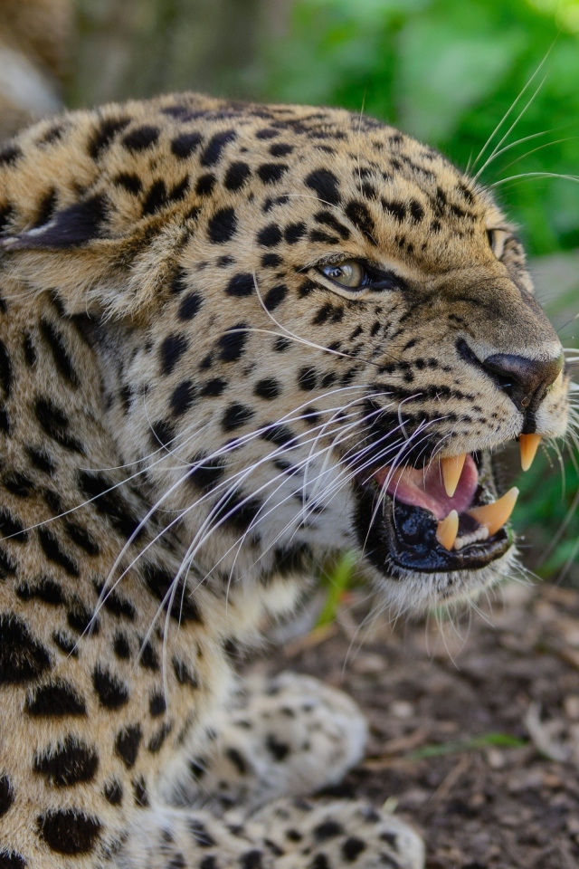 Агрессивный оскал леопарда