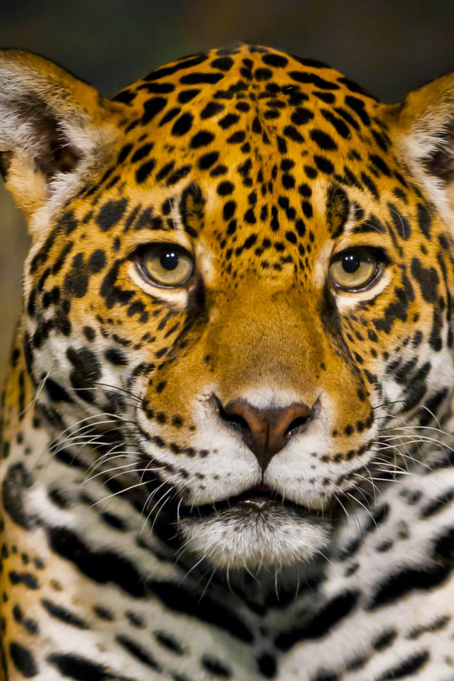 Красивый большой ягуар крупным планом 