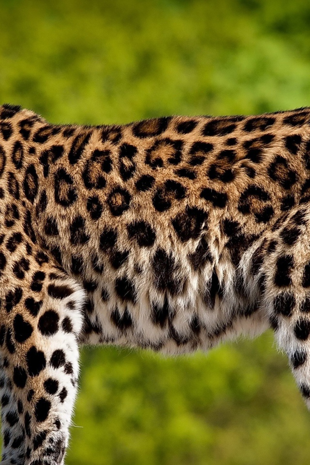 Красивый большой леопард с высунутым языком