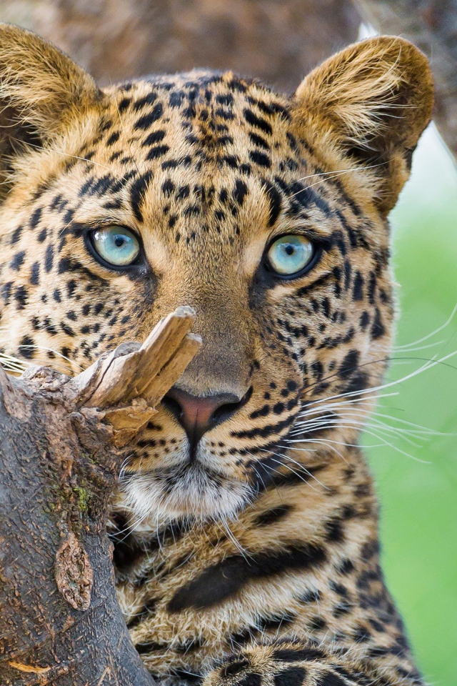 Красивый голубоглазый леопард 