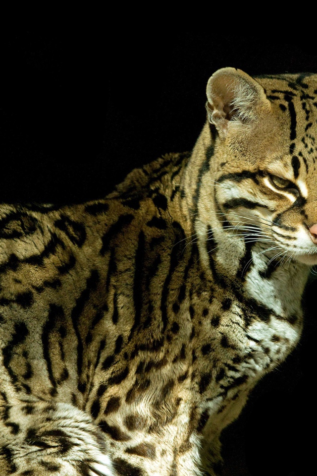 Красивый кот оцелот на черном фоне 
