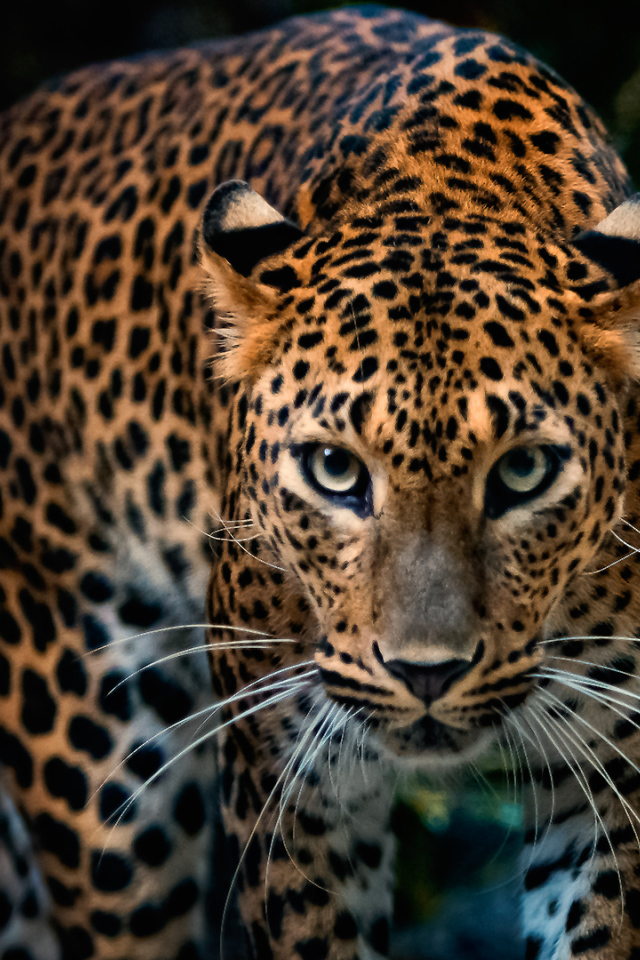 Красивый грациозный ягуар 