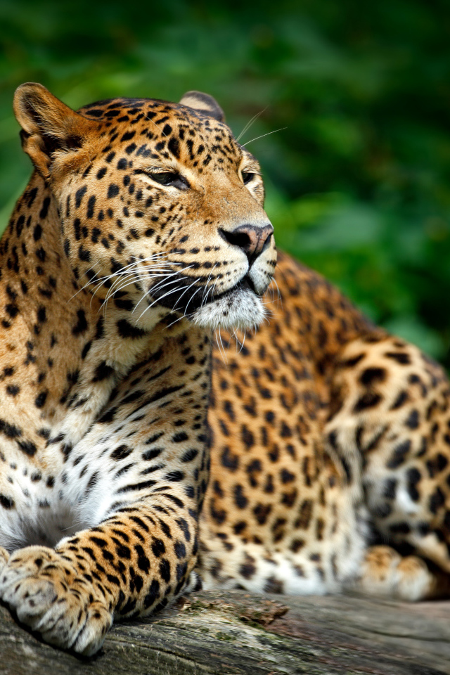 Красивый благородный леопард 