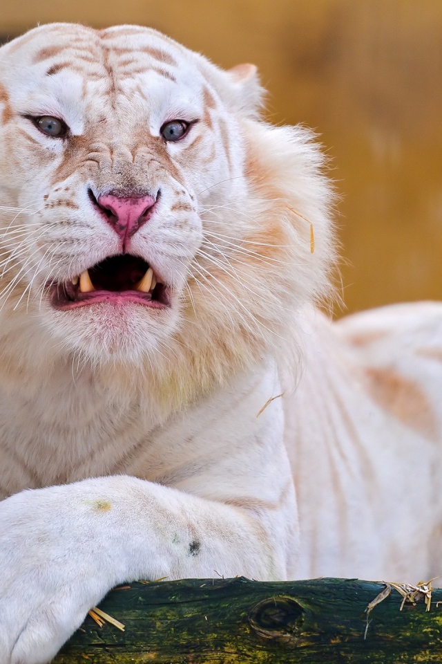 Красивый белый тигр злится  