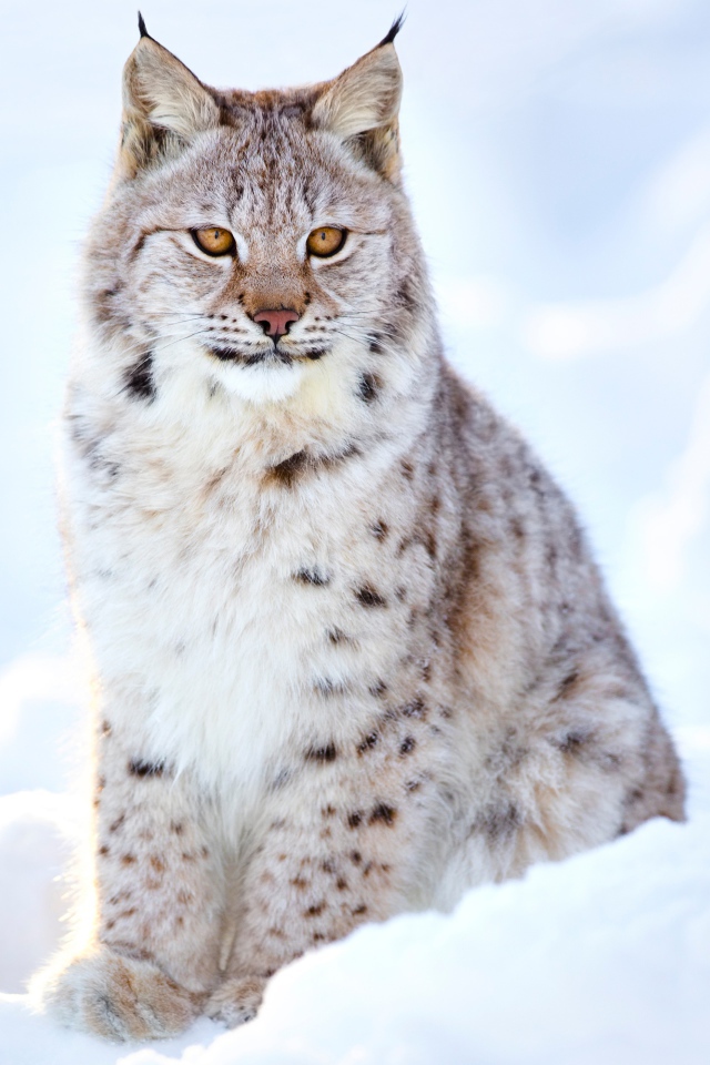 Большая красивая рысь сидит на снегу