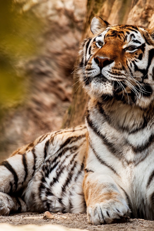 Большой красивый тигр отдыхает 