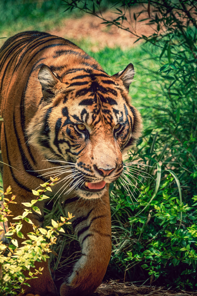 Большой красивый тигр идет по зеленой траве 