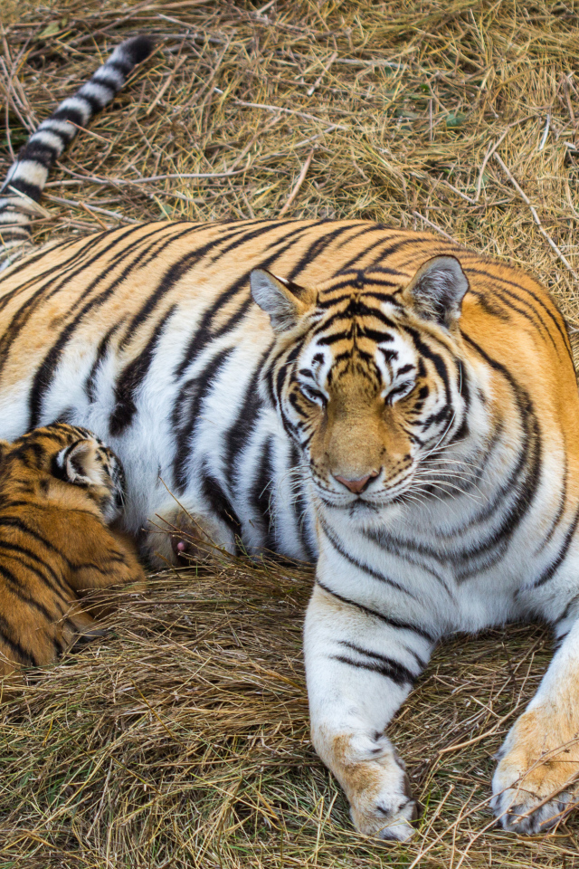 Большая красивая тигрица с детенышем