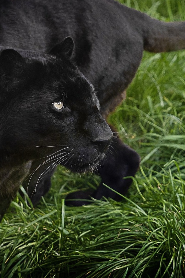 Большая черная пантера идет по зеленой траве