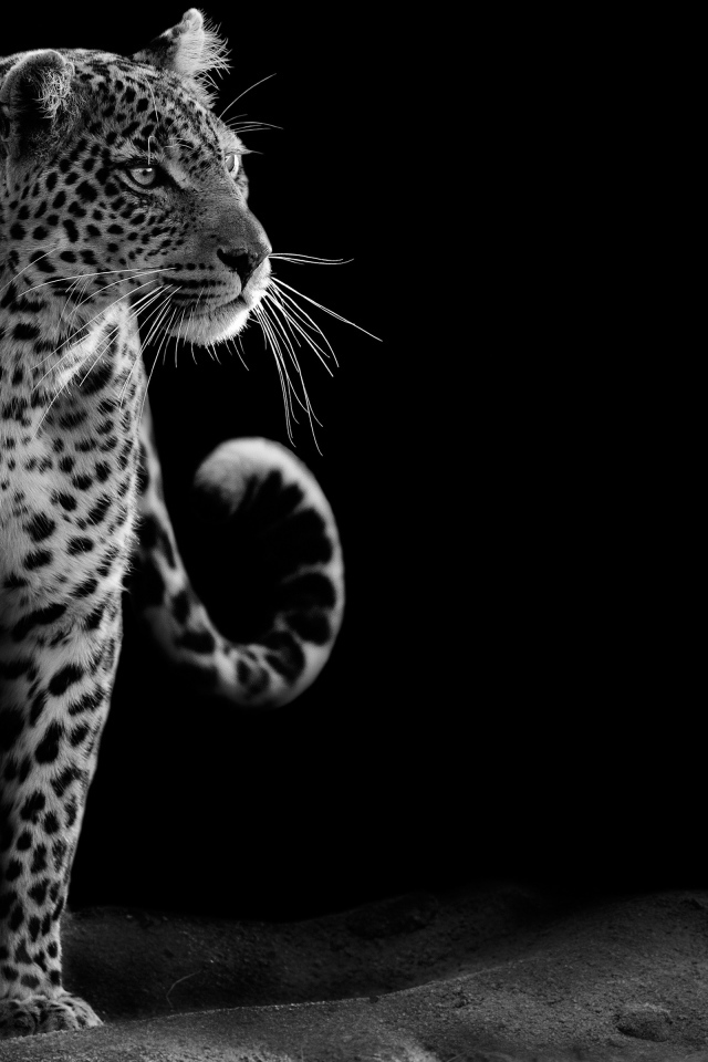 Большой леопард черно-белое фото