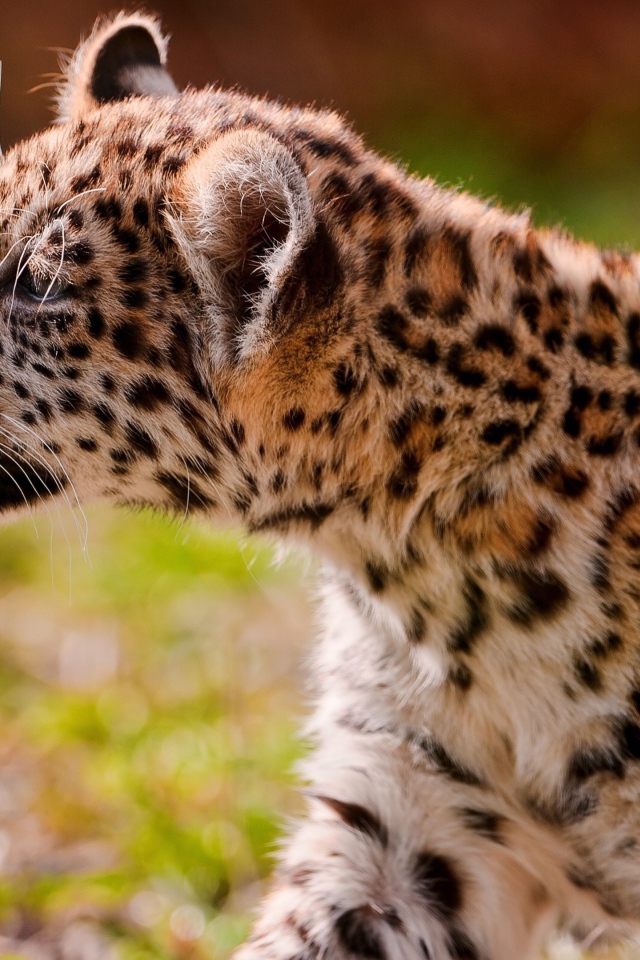 Большой пятнистый ягуар нюхает сухую траву