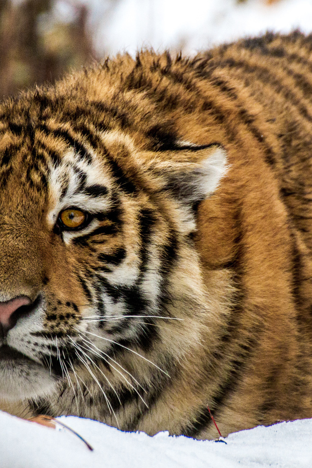 Большой тигр в засаде на снегу
