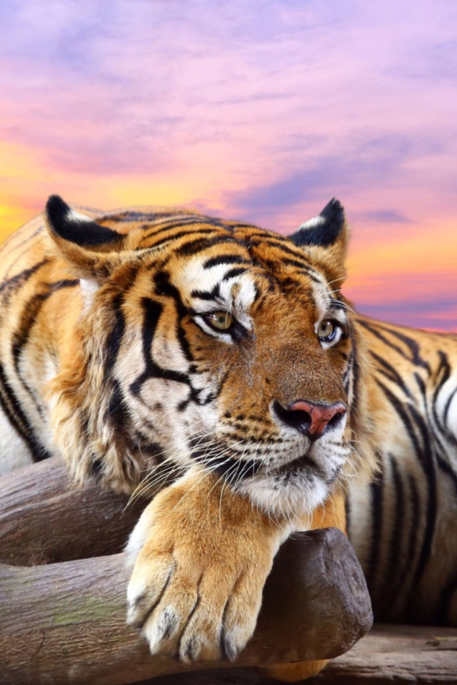 Большой тигр на фоне красивого  неба 