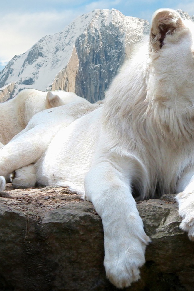 Голубоглазая белая львица на камне  