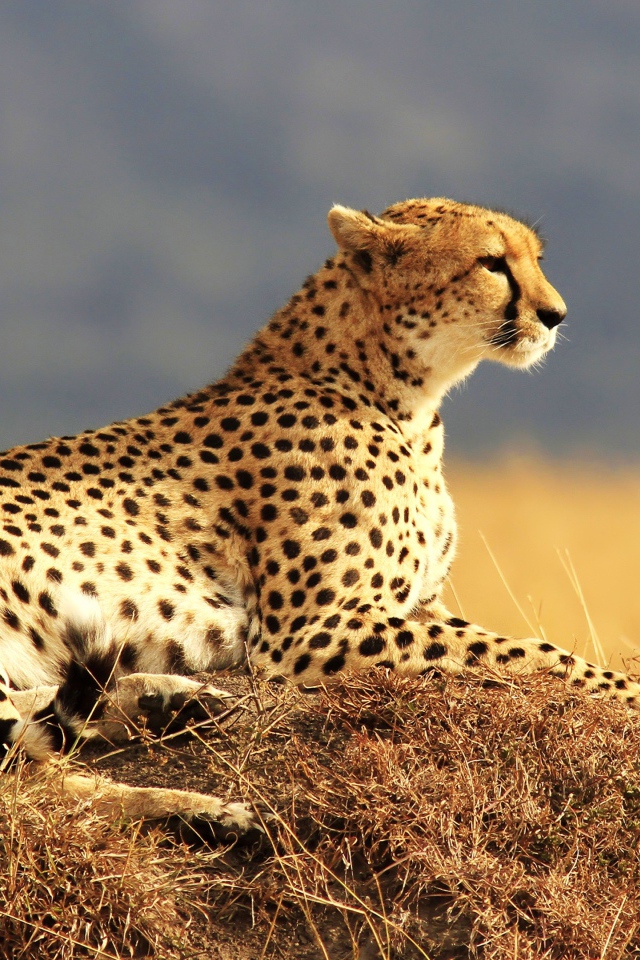 Гепард отдыхает на солнце 
