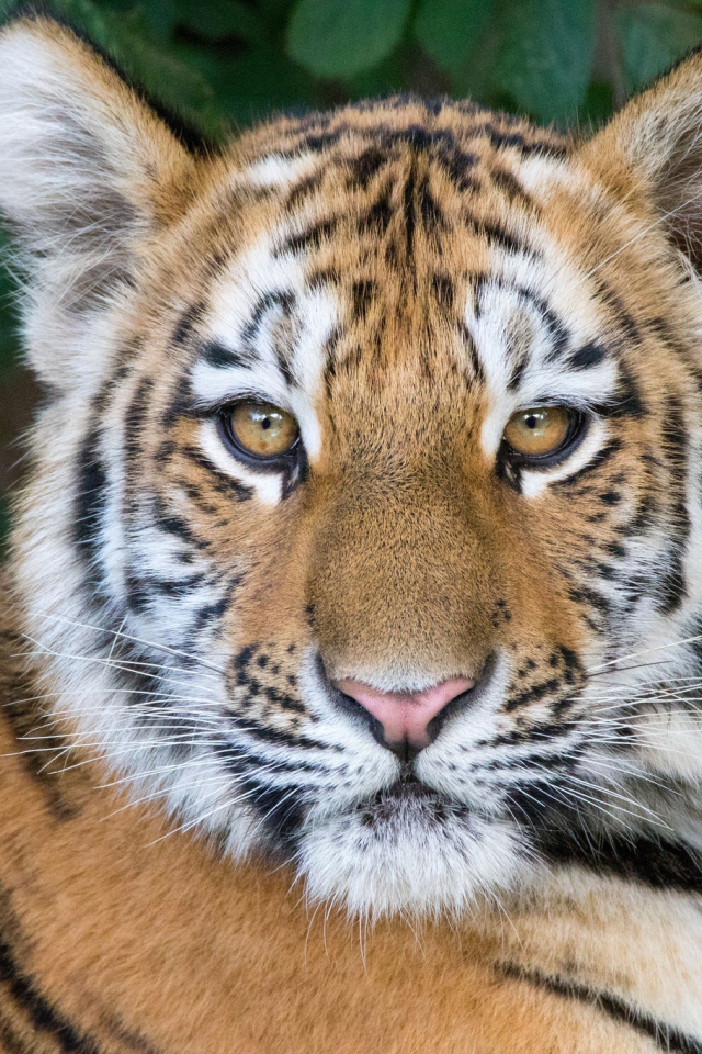 Морда красивого полосатого тигренка