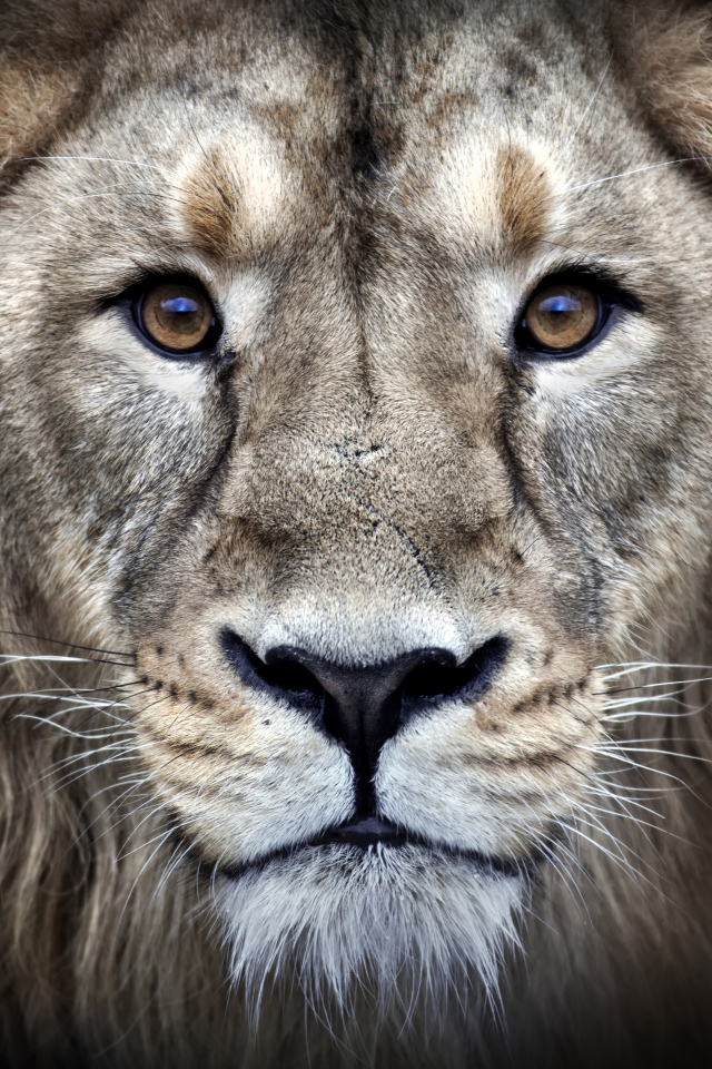 Морда льва крупным планом на черном фоне 