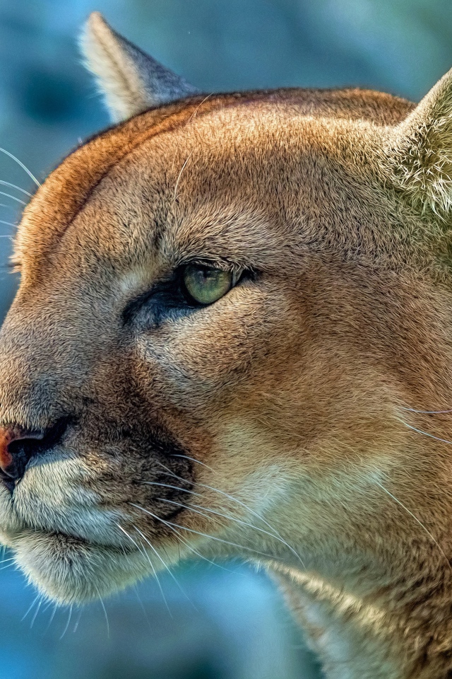 Морда грозной пумы