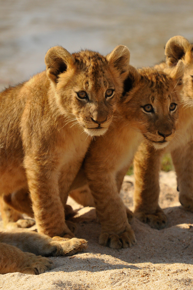 Четыре маленьких львенка стоят на песке